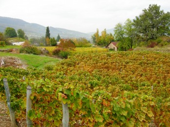 Wine Harvesting in France